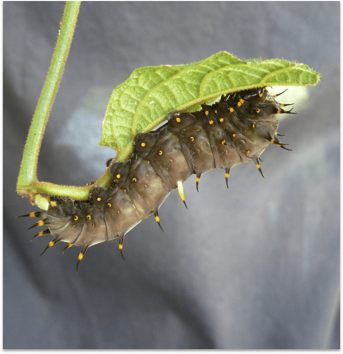 VL2T_Birdwing butterfly vine 2;