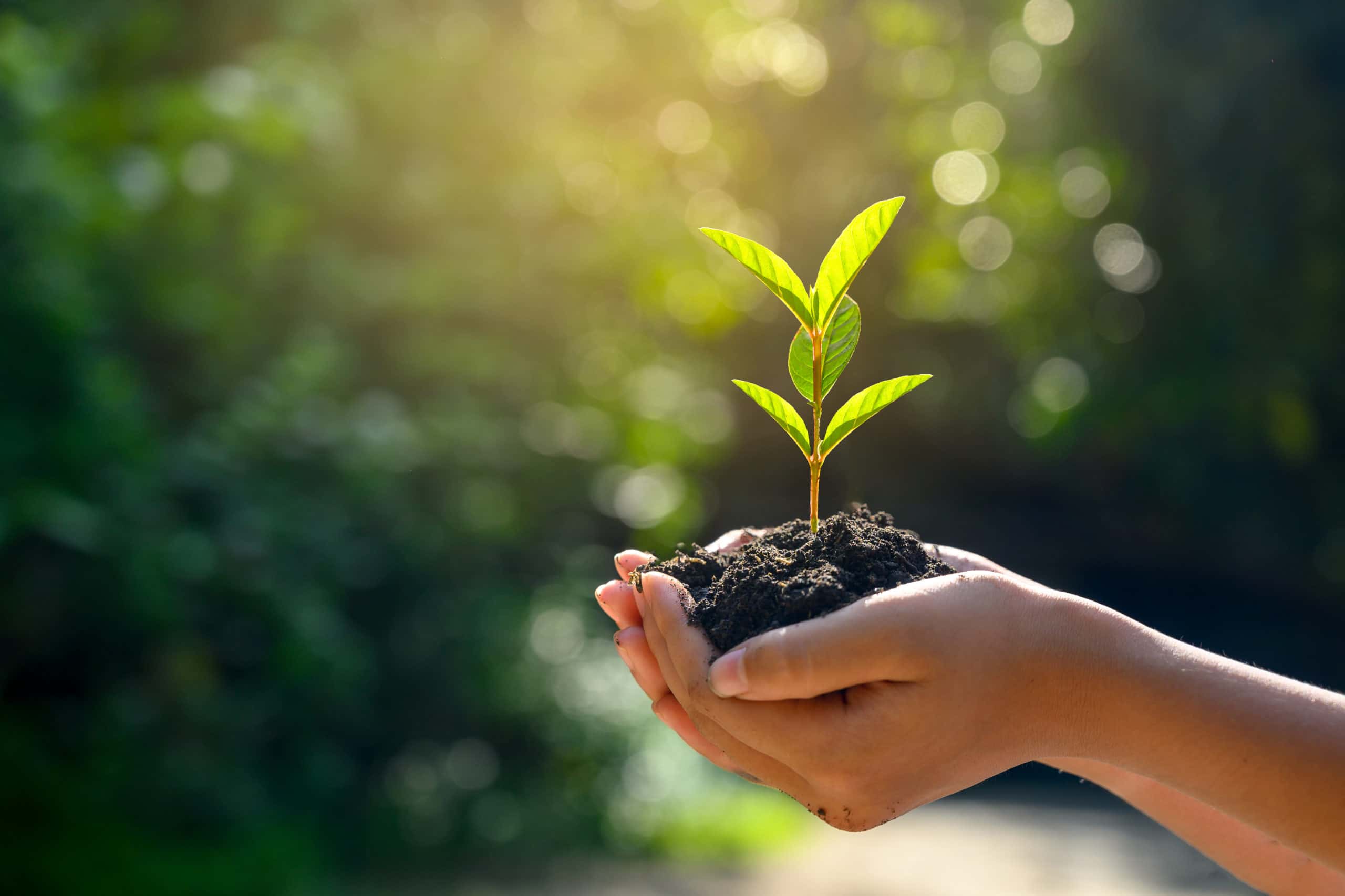 In the hands of trees growing seedlings. Bokeh green Background Female hand holding tree on nature field grass Forest conservation concept;