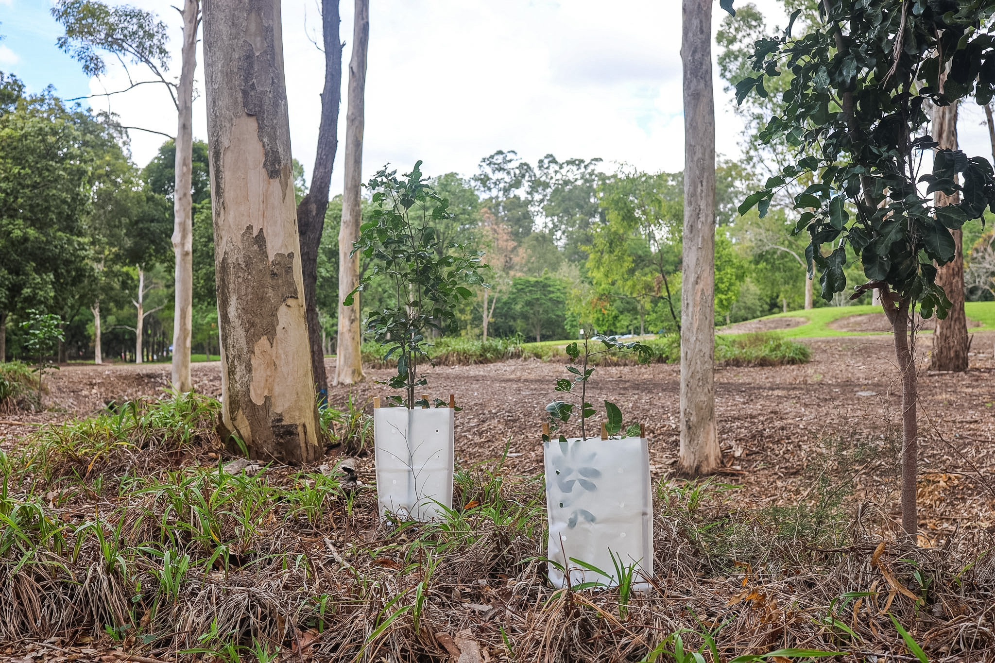 Vital Eco Tree Sleeve;
